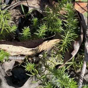 Asperula scoparia at Paddys River, ACT - 17 Jun 2023
