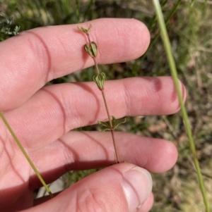 Tetratheca bauerifolia at Paddys River, ACT - 17 Jun 2023 01:44 PM