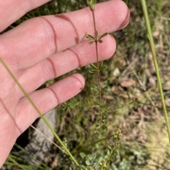 Tetratheca bauerifolia at Paddys River, ACT - 17 Jun 2023 01:44 PM