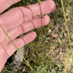 Tetratheca bauerifolia at Paddys River, ACT - 17 Jun 2023 01:44 PM