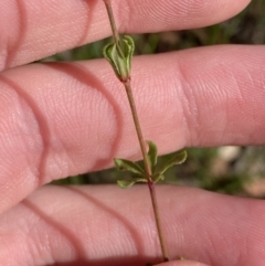 Tetratheca bauerifolia at Paddys River, ACT - 17 Jun 2023