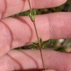 Tetratheca bauerifolia at Paddys River, ACT - 17 Jun 2023 01:44 PM