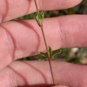 Tetratheca bauerifolia at Paddys River, ACT - 17 Jun 2023