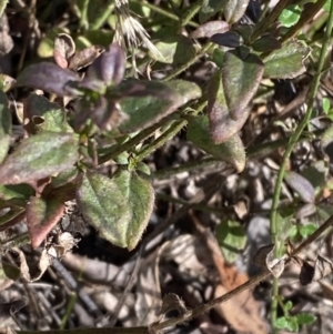 Opercularia hispida at Paddys River, ACT - 17 Jun 2023