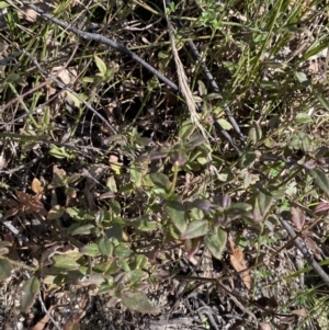 Opercularia hispida at Paddys River, ACT - 17 Jun 2023