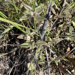 Opercularia hispida at Paddys River, ACT - 17 Jun 2023