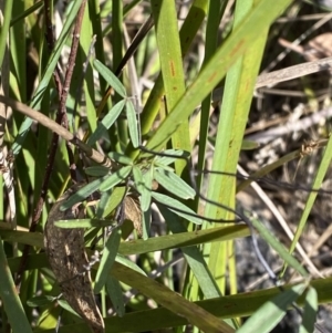 Glycine clandestina at Paddys River, ACT - 17 Jun 2023