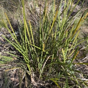 Lomandra longifolia at Paddys River, ACT - 17 Jun 2023