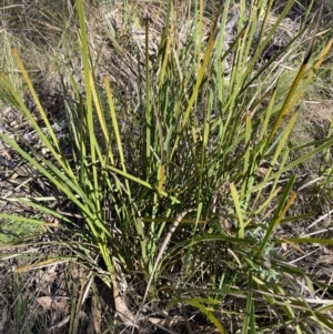 Lomandra longifolia at Paddys River, ACT - 17 Jun 2023 01:42 PM