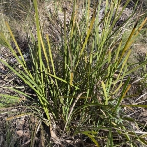 Lomandra longifolia at Paddys River, ACT - 17 Jun 2023
