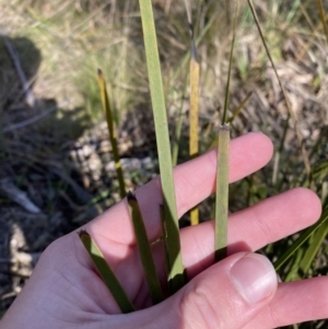 Lomandra longifolia at Paddys River, ACT - 17 Jun 2023