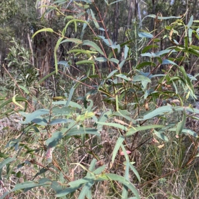 Eucalyptus viminalis (Ribbon Gum) at Tidbinbilla Nature Reserve - 17 Jun 2023 by Tapirlord