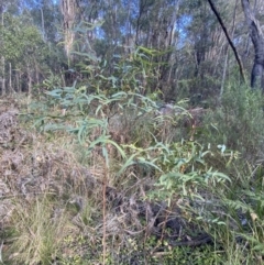 Eucalyptus viminalis at Paddys River, ACT - 17 Jun 2023