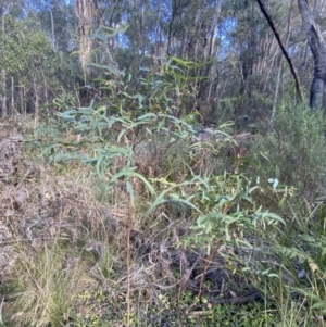 Eucalyptus viminalis at Paddys River, ACT - 17 Jun 2023