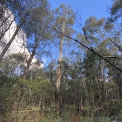 Eucalyptus viminalis at Paddys River, ACT - 17 Jun 2023