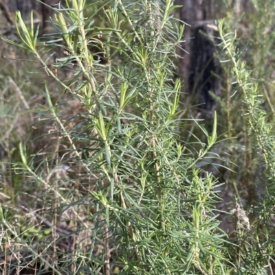 Cassinia aculeata subsp. aculeata (Dolly Bush, Common Cassinia, Dogwood) at Tidbinbilla Nature Reserve - 17 Jun 2023 by Tapirlord