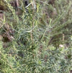 Cassinia aculeata subsp. aculeata at Paddys River, ACT - 17 Jun 2023