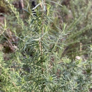 Cassinia aculeata subsp. aculeata at Paddys River, ACT - 17 Jun 2023