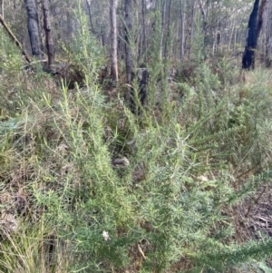 Cassinia aculeata subsp. aculeata at Paddys River, ACT - 17 Jun 2023