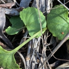 Viola hederacea (Ivy-leaved Violet) at Paddys River, ACT - 17 Jun 2023 by Tapirlord