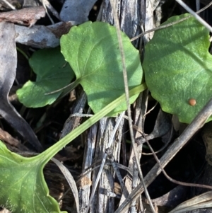Viola hederacea at Paddys River, ACT - 17 Jun 2023