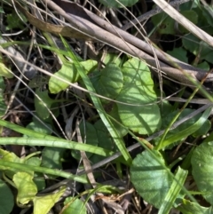 Viola hederacea at Paddys River, ACT - 17 Jun 2023