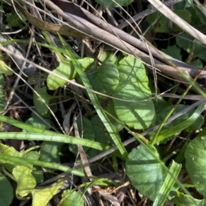 Viola hederacea at Paddys River, ACT - 17 Jun 2023