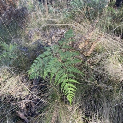 Pteridium esculentum (Bracken) at Paddys River, ACT - 17 Jun 2023 by Tapirlord