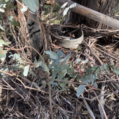 Eucalyptus dives (Broad-leaved Peppermint) at Tidbinbilla Nature Reserve - 17 Jun 2023 by Tapirlord