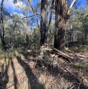 Eucalyptus dives at Paddys River, ACT - 17 Jun 2023
