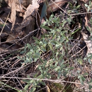 Hibbertia obtusifolia at Paddys River, ACT - 17 Jun 2023