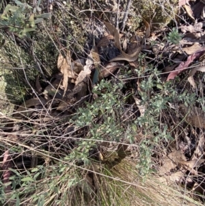 Hibbertia obtusifolia at Paddys River, ACT - 17 Jun 2023
