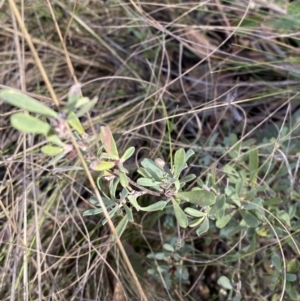 Hibbertia obtusifolia at Paddys River, ACT - 17 Jun 2023