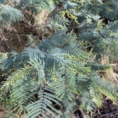 Acacia dealbata subsp. subalpina (Monaro Silver-wattle) at Paddys River, ACT - 17 Jun 2023 by Tapirlord