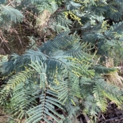 Acacia dealbata subsp. subalpina (Monaro Silver-wattle) at Tidbinbilla Nature Reserve - 17 Jun 2023 by Tapirlord