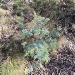 Acacia dealbata subsp. subalpina at Paddys River, ACT - 17 Jun 2023