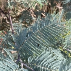 Acacia dealbata subsp. subalpina at Paddys River, ACT - 17 Jun 2023