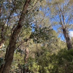 Eucalyptus nortonii at Paddys River, ACT - 17 Jun 2023