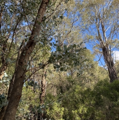 Eucalyptus nortonii (Mealy Bundy) at Tidbinbilla Nature Reserve - 17 Jun 2023 by Tapirlord