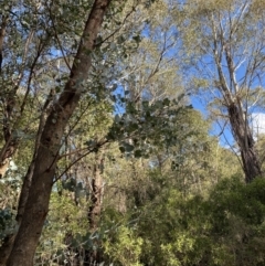 Eucalyptus nortonii (Large-flowered Bundy) at Tidbinbilla Nature Reserve - 17 Jun 2023 by Tapirlord