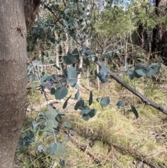 Eucalyptus nortonii at Paddys River, ACT - 17 Jun 2023