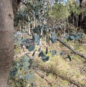 Eucalyptus nortonii at Paddys River, ACT - 17 Jun 2023 01:38 PM