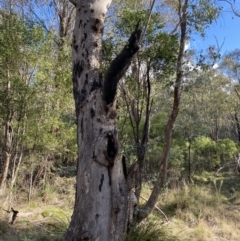 Eucalyptus nortonii at Paddys River, ACT - 17 Jun 2023