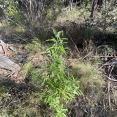 Olearia lirata (Snowy Daisybush) at Tidbinbilla Nature Reserve - 17 Jun 2023 by Tapirlord