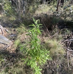 Olearia lirata (Snowy Daisybush) at Paddys River, ACT - 17 Jun 2023 by Tapirlord
