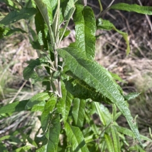 Olearia lirata at Paddys River, ACT - 17 Jun 2023 01:37 PM