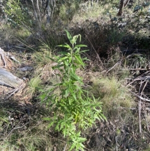 Olearia lirata at Paddys River, ACT - 17 Jun 2023