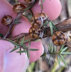 Leptospermum continentale (Prickly Teatree) at Tidbinbilla Nature Reserve - 17 Jun 2023 by Tapirlord