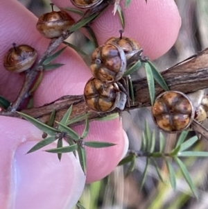 Leptospermum continentale at Paddys River, ACT - 17 Jun 2023