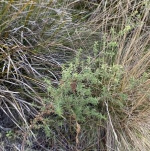 Leptospermum continentale at Paddys River, ACT - 17 Jun 2023 01:37 PM